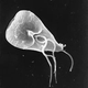 Image for article titled The Truth About Why Microbes Make You Sick